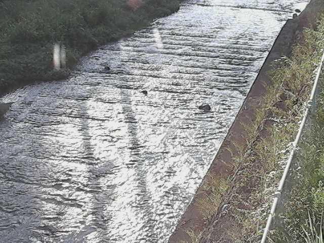 水上橋付近のカメラ画像