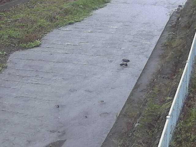 水上橋付近のカメラ画像