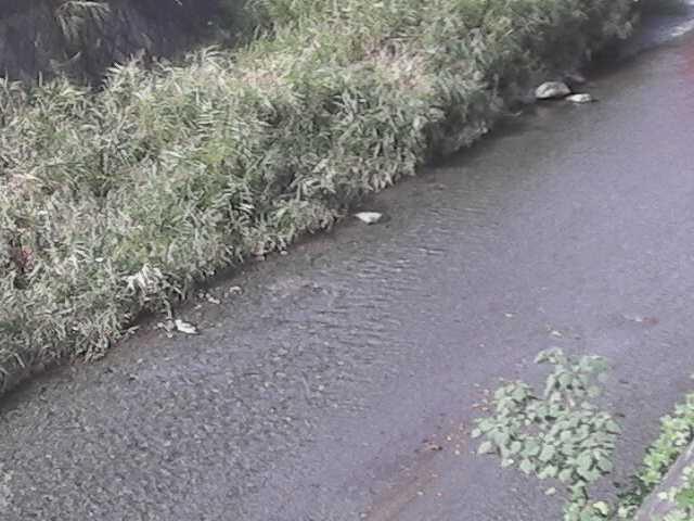 皆瀬川 堀割橋付近のカメラ画像