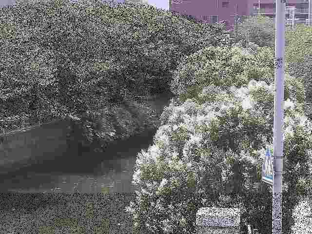 石崎川 石崎橋付近のカメラ画像