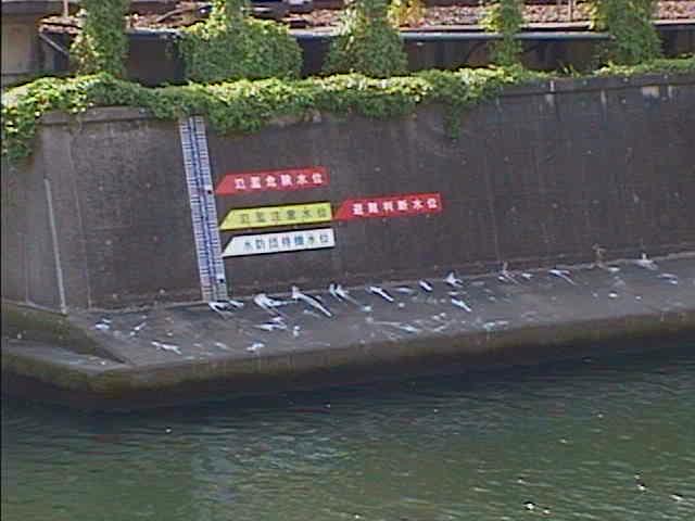 帷子川 元平沼橋付近のカメラ画像