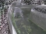 ���R���t�߂̉摜