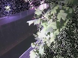 ht߂̉摜
