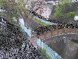 嶋田人道橋付近のカメラ画像