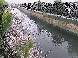 大平橋付近のカメラ画像