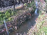 引地川 八幡橋付近のカメラ画像
