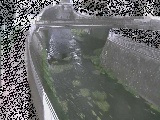 蓼川 松山橋付近のカメラ画像