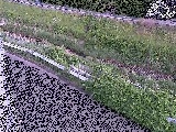 高橋付近のカメラ画像