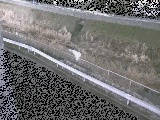 高橋付近のカメラ画像
