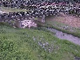 大泉河原橋付近のカメラ画像