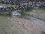 大泉河原橋付近のカメラ画像