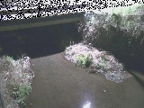 洞川 新下原橋付近のカメラ画像