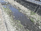 藤沢川 暁橋付近のカメラ画像