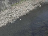 皆瀬川 堀割橋付近のカメラ画像
