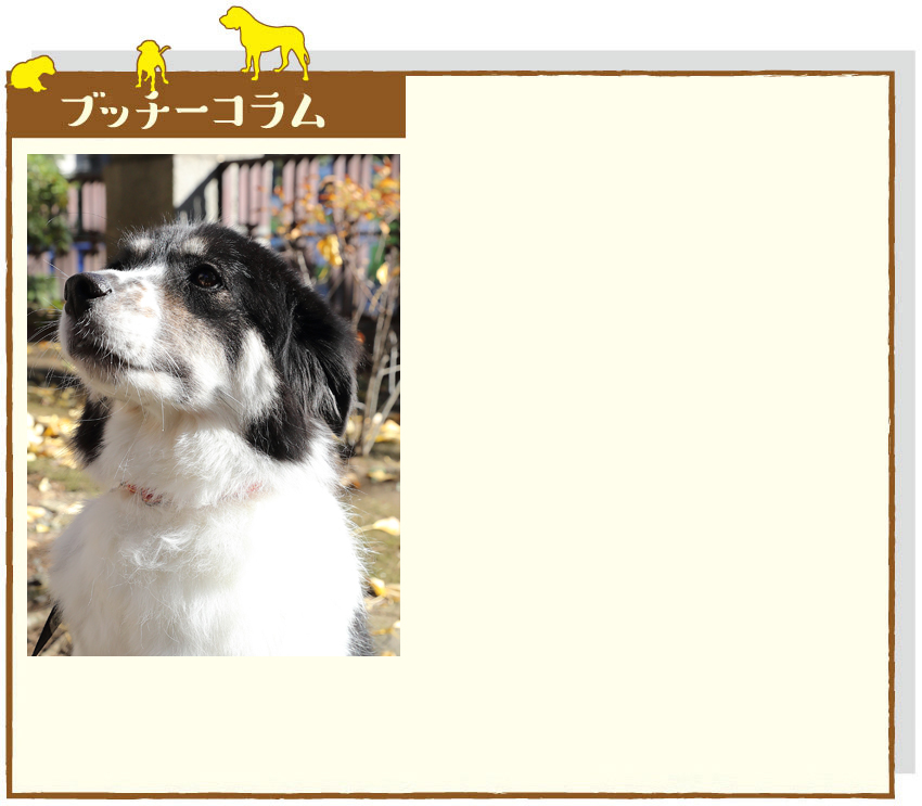 ブッチーコラム(県動物保護センターPR大使ブッチー)