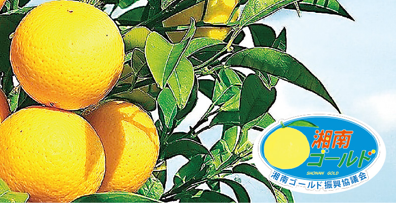 気に生るレモン