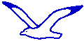 Ave de la Prefectura: Gaviota