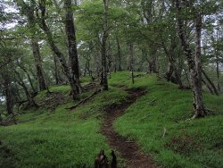 (写真2)ブナの続く登山道