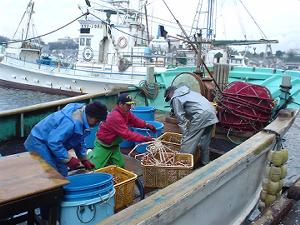 神奈川県水産総合研究所 メールマガジン028 3 神奈川県ホームページ