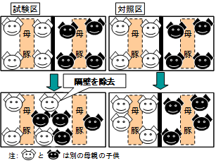 図2 ほ乳期の試験区の概要