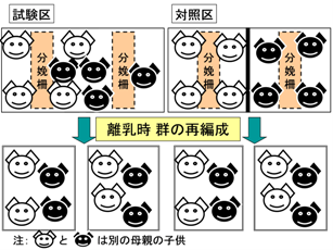図5 離乳期の試験区の概要(調査2)