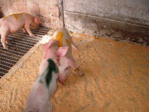 図7 離乳期の敵対行動の発現割合