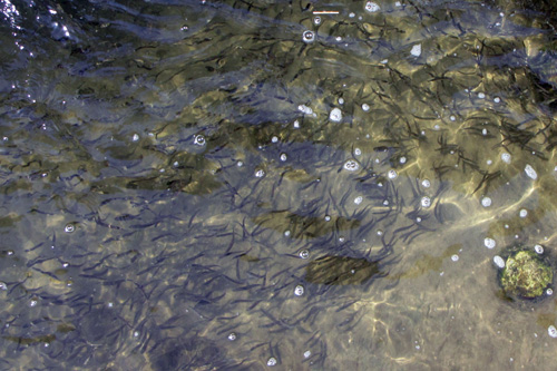 魚道をそ上していくアユの群れ