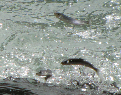 元気に魚道をそ上するアユ