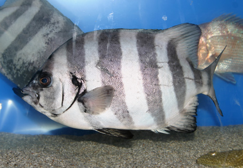 イシダイの若魚