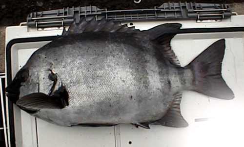イシダイの成魚