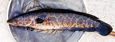 体側の模様が特徴