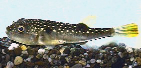 kusafugu