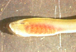 幼魚