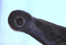 口