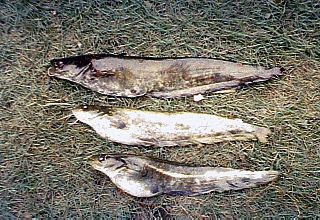 ナマズ　成魚