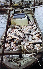 ハクレン漁獲