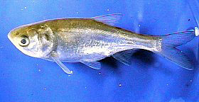 幼魚