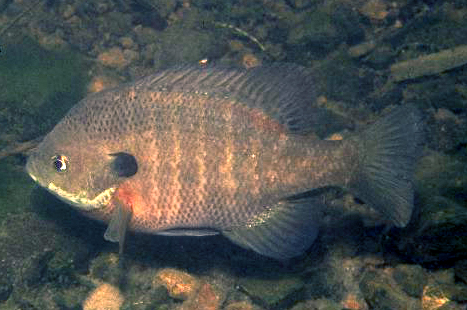 ブルーギル 成魚