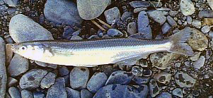釣り上げられたペヘレイ
