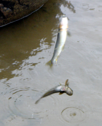 アユの友釣りで釣れた　ボウズハゼ