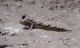 ミナミトビハゼ