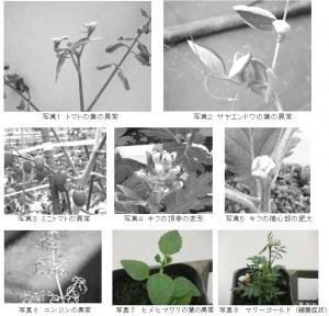 写真1から8クロピラリドに感受性ある植物
