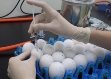 発育鶏卵によるウイルス分離　鳥インフルエンザ等
