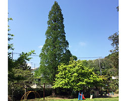 園児たちを見守ってきたあけぼの杉