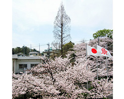 満開のさくらとあけぼの杉