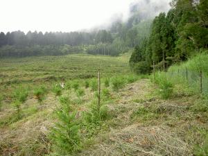 無花粉スギ植栽地（箱根町二子山県有林）