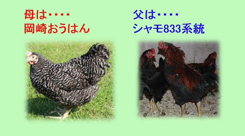 かながわ鶏のおとうさんとおかあさん