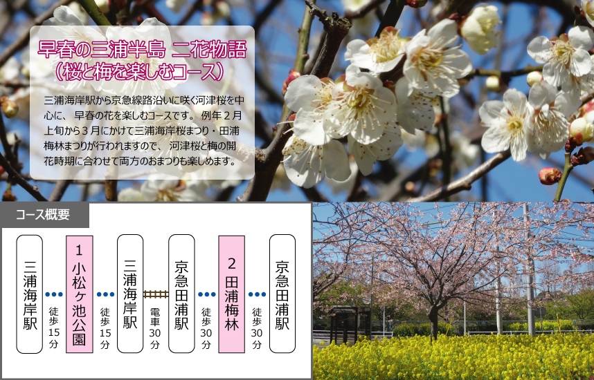 早春の三浦半島 二花物語(河津桜と梅を楽しむコース)