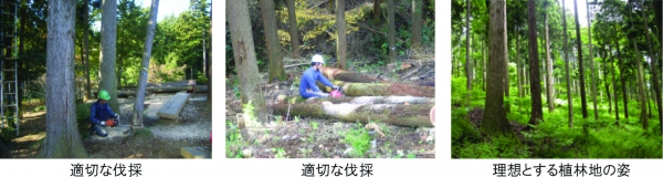適正な森林整備