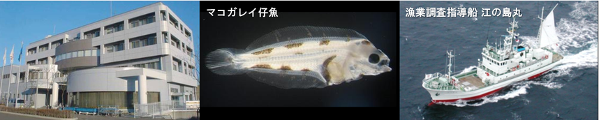 写真PR画像、水産技術センター、マコガレイ種苗、漁業調査指導船江の島丸